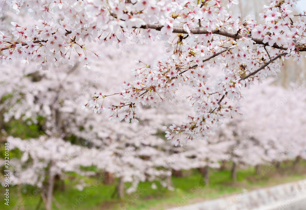 Cherry blossom Cherry blossom