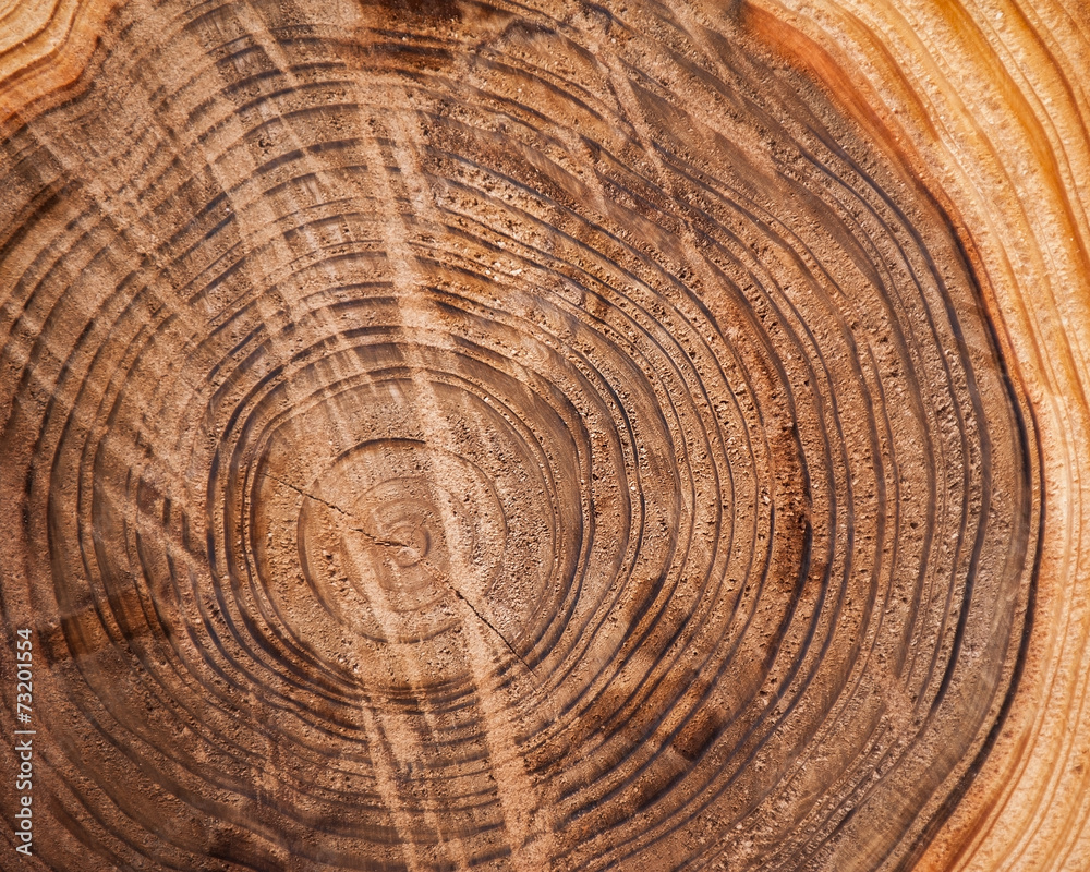 Naklejka premium Wood texture