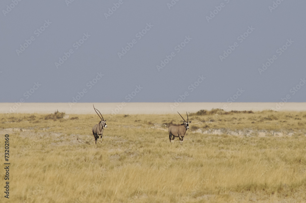 Blick in die Etoscha-Pfanne, Namibia, Afrika