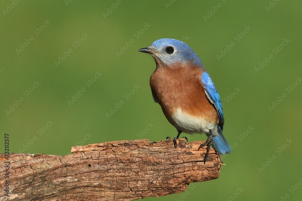 Fototapeta premium Male Eastern Bluebird