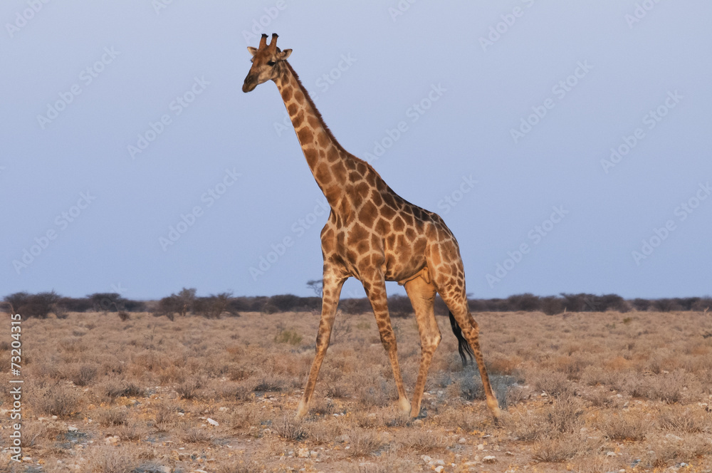 Giraffe, Okaukuejo, Etoscha-Nationalpark, Namibia, Afrika Giraffe, Okaukuejo, Etoscha-Nationalpark, Namibia, Afrika