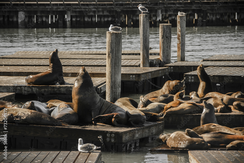 Fototapeta premium Genuine Wild California sea lions lounge in the sun on docks 