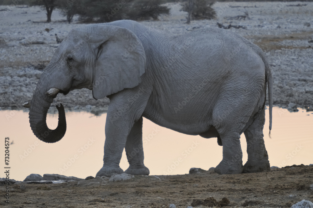 Fototapeta premium Elefantenbulle trinkend, Okaukuejo, Etoscha-Nationalpark, Namibi