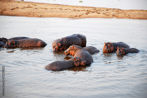 One day safari in Tanzania - Africa - Hippos
