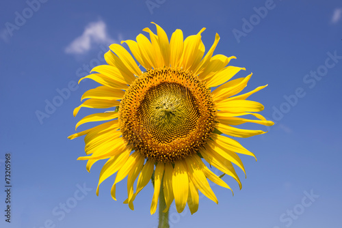 Sunflower  closeup on blue sky