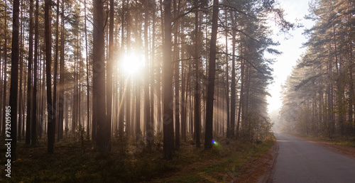 Forest road in the morning