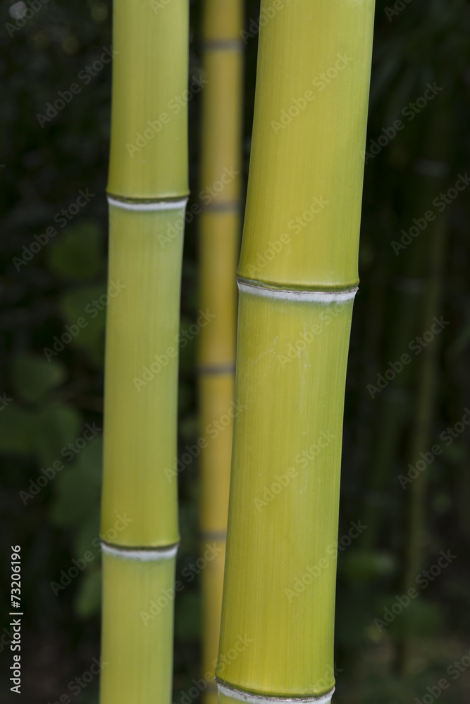 Fototapeta premium Vertical Shot of Bamboo Growing