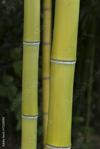 Vertical Shot of Bamboo Growing