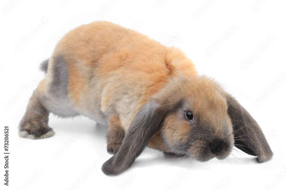 Fototapeta premium brown rabbit