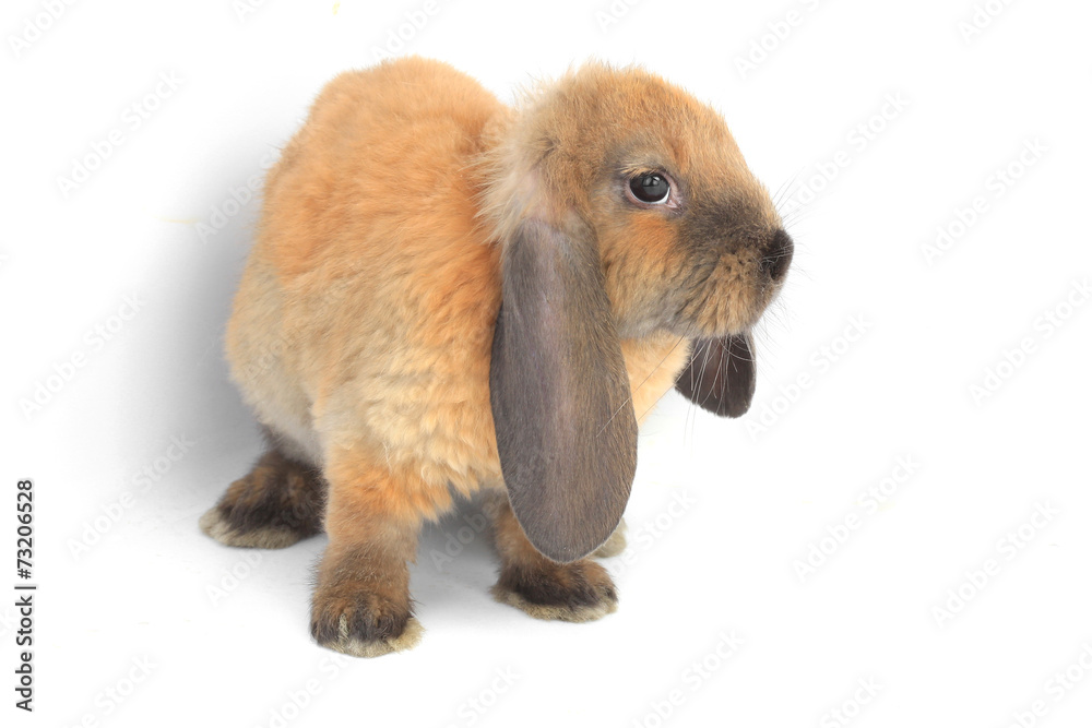 brown rabbit brown rabbit