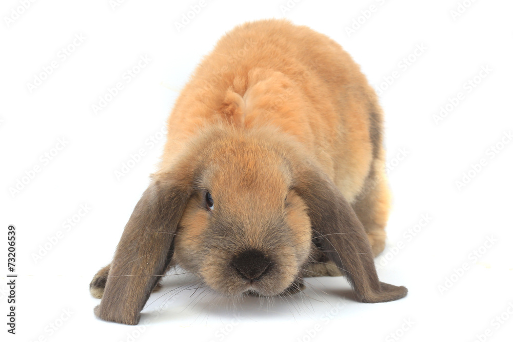 Fototapeta premium brown rabbit