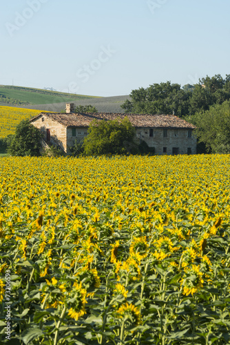 Summer landscape in Marches (Italy)