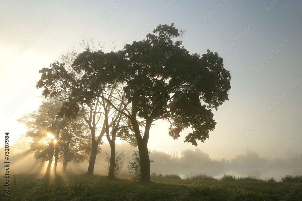 Maple trees on a foggy autumn morning Maple trees on a foggy autumn morning