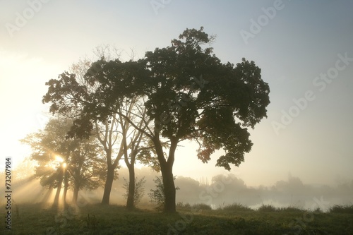 Maple trees on a foggy autumn morning