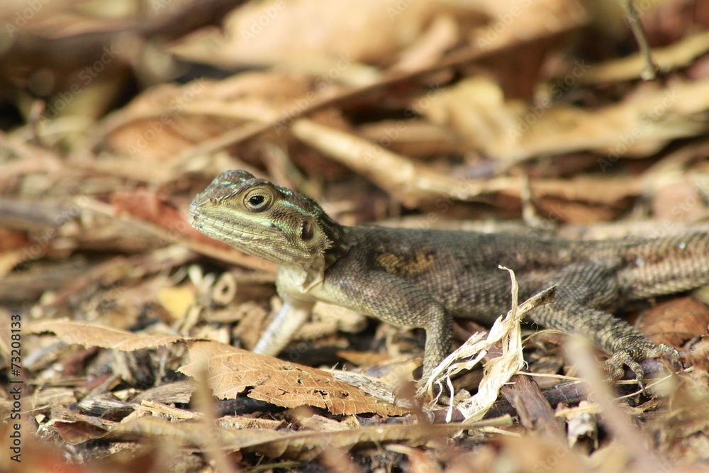 Brown spotted lizard - Fairchild Gardens Brown spotted lizard - Fairchild Gardens