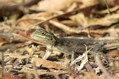 Brown spotted lizard - Fairchild Gardens