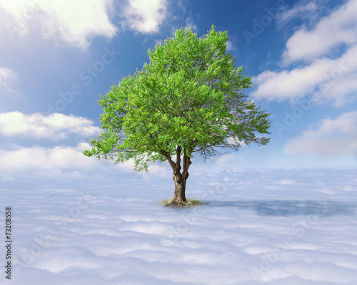 Single tree with green leaves above the clouds