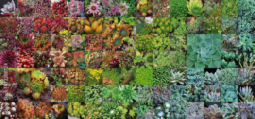 Plantes de rocailles 2015