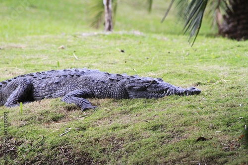 Crocodile sunbathing- Fairchild Gardens
