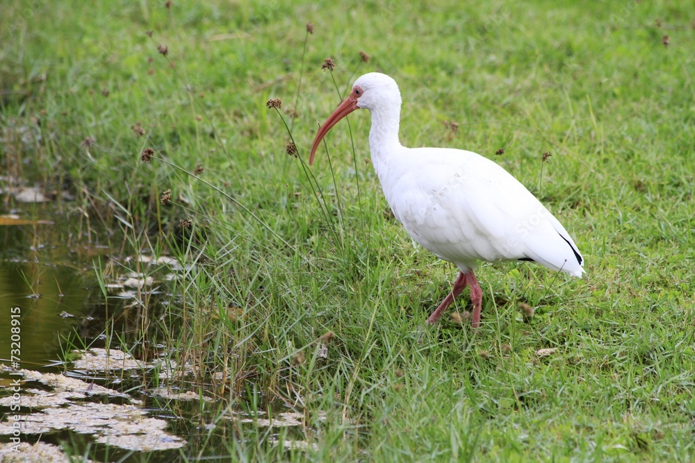 American white Ibis by the lake - Fairchild Gardens American white Ibis by the lake - Fairchild Gardens