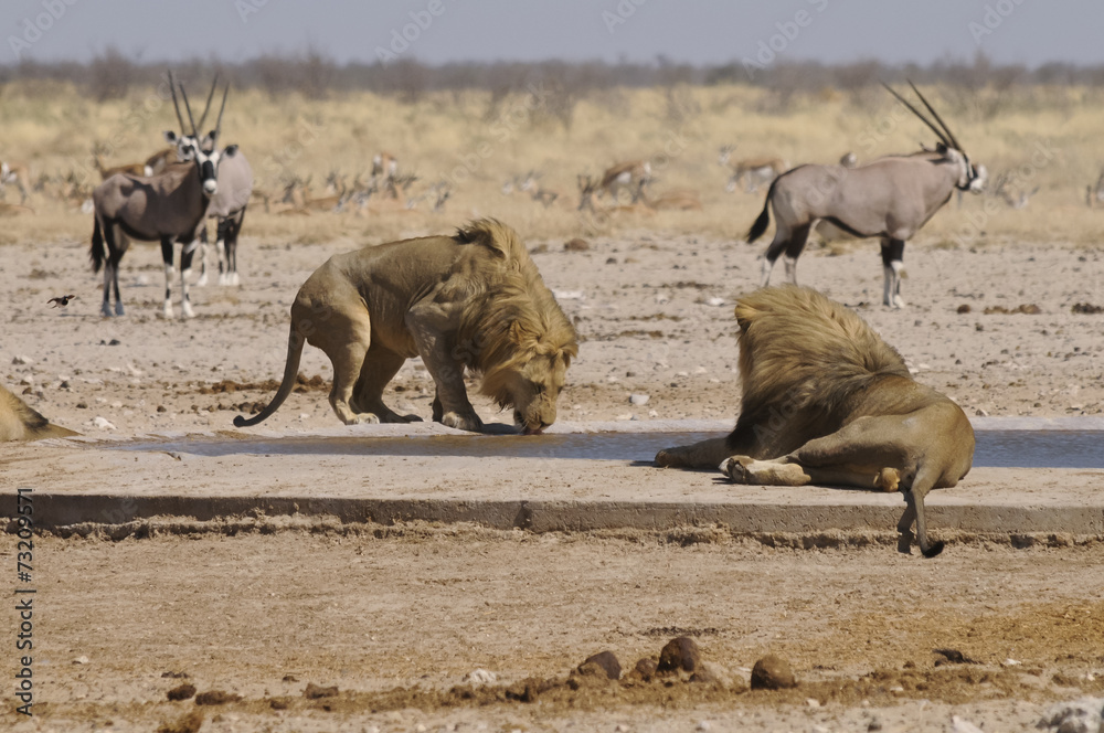 Obraz premium Löwe am Sonderkop-Wasserloch, Etoscha, Namibia, Afrika