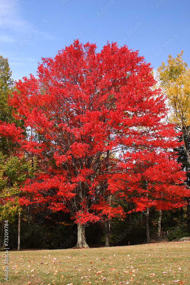 Naklejka premium Red Maple Tree