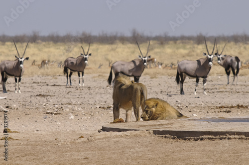 Löwe am Sonderkop-Wasserloch, Etoscha, Namibia, Afrika