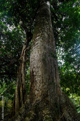 Looking up the trunk of a giant rainforest tree in Nicaragua