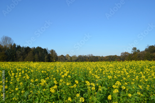 field with yellow flowers, white mustard © lembrechtsjonas