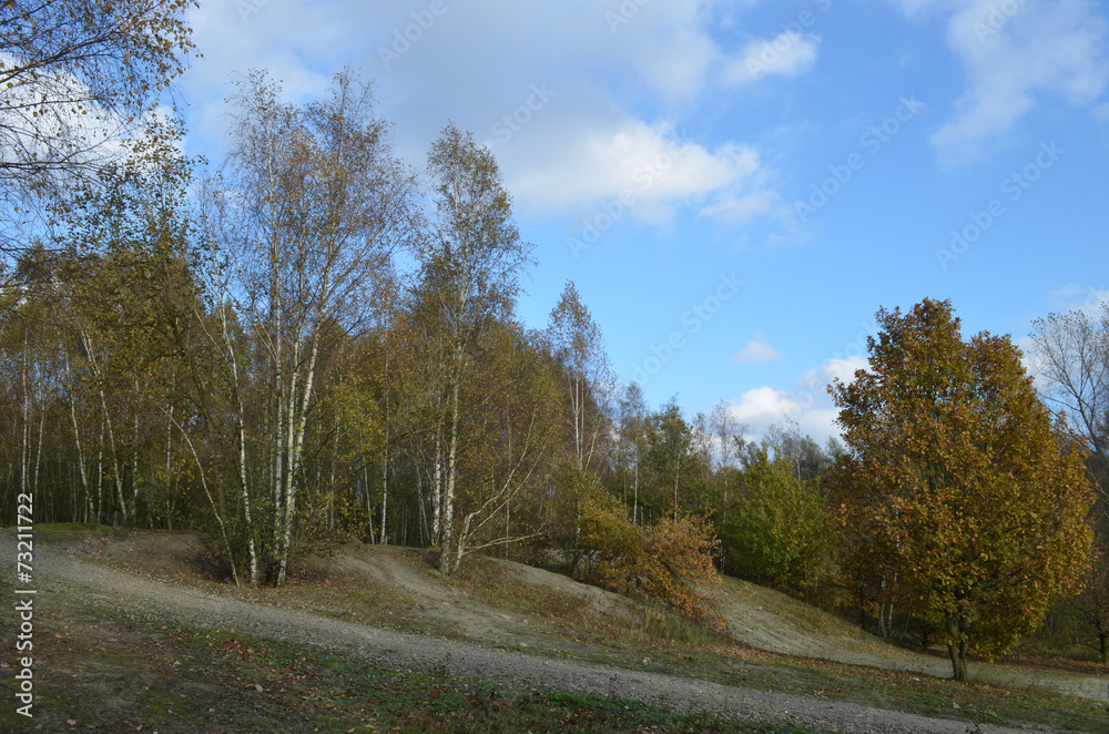 Fototapeta premium small mountainbike hills in forest
