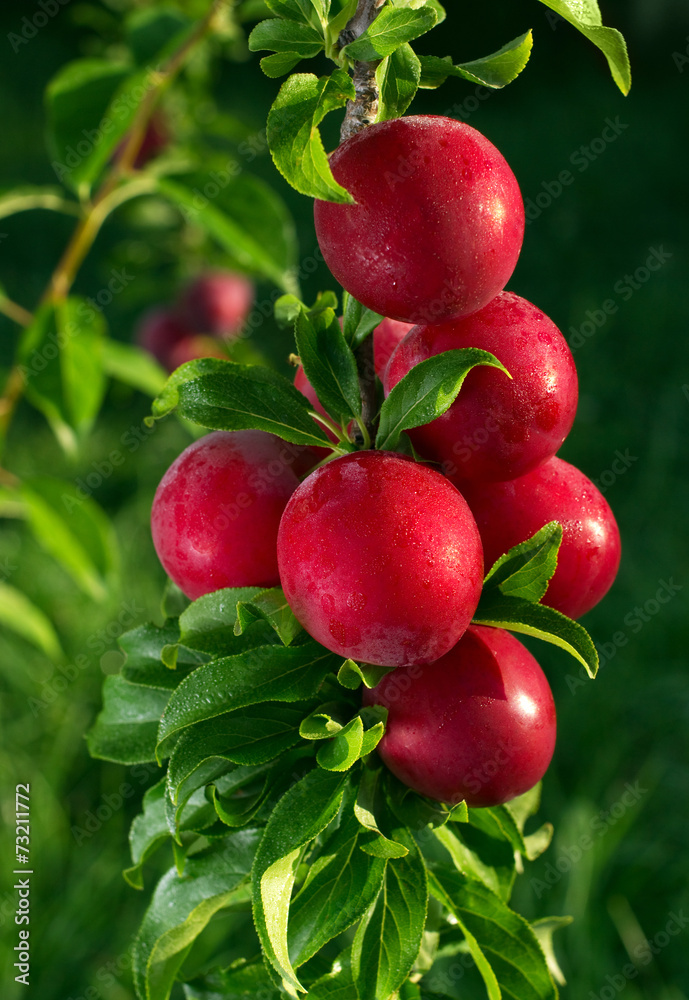 Natural ripe plum with morning dew on tree Natural ripe plum with morning dew on tree