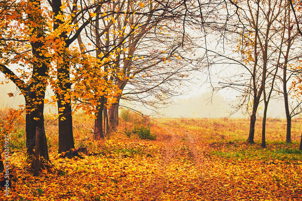 Fototapeta premium Autumn park