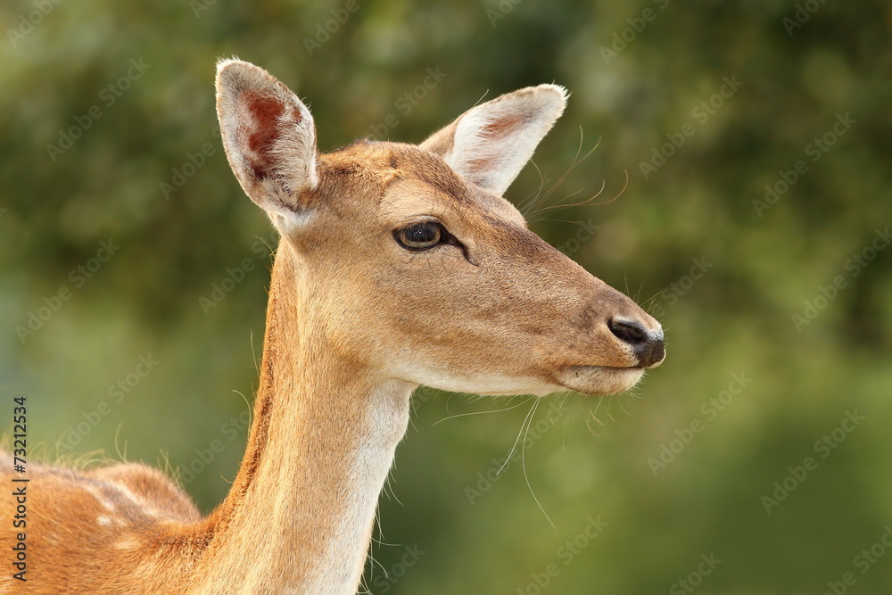 deer hind over green background deer hind over green background