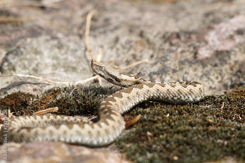 Obraz premium young european sand viper