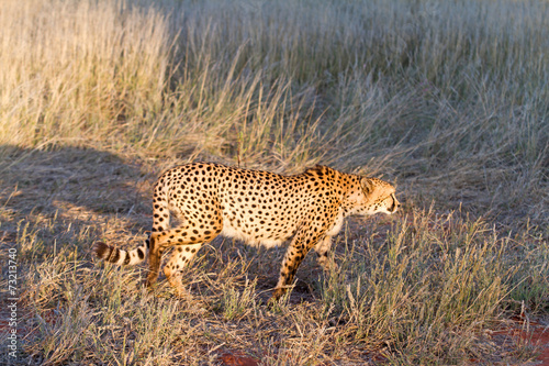 Cheetah, Namibia