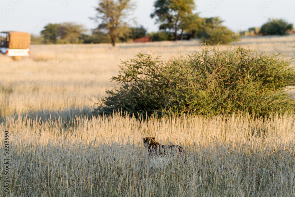 Naklejka premium Safari, Namibia