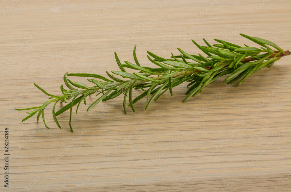 Rosemary plant Rosemary plant