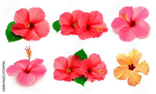 Collection of colored hibiscus