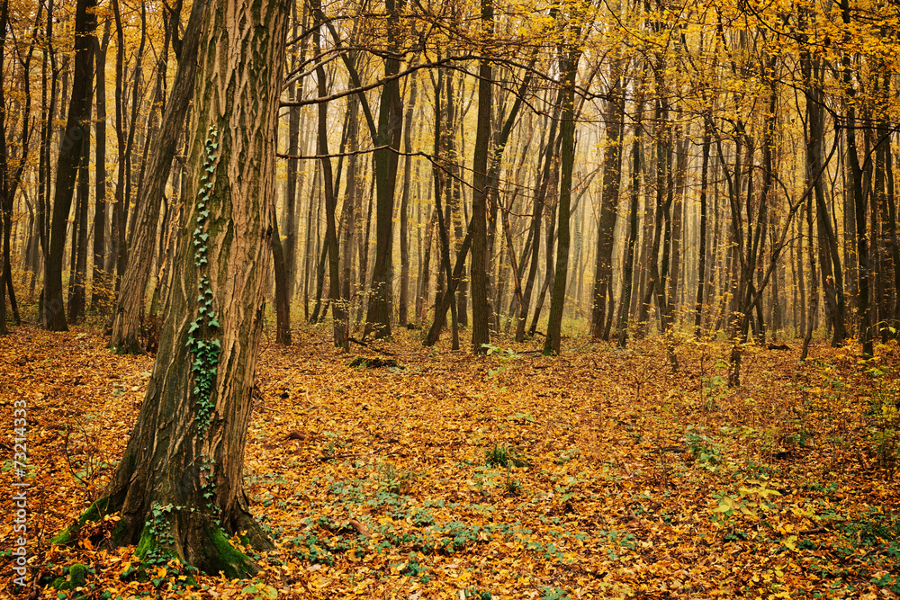 Obraz premium Autumn forest