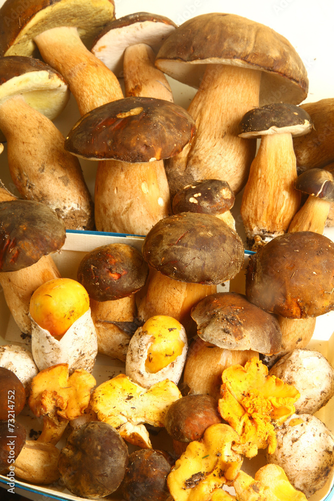 ceps i reig ceps i reig