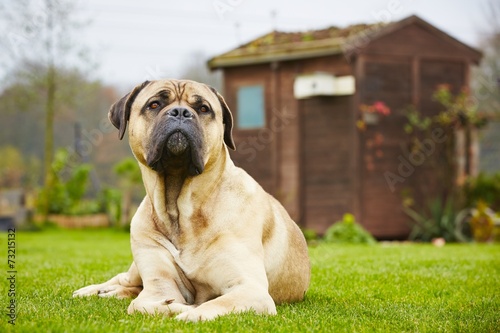 Принти на полотні Dog in the garden