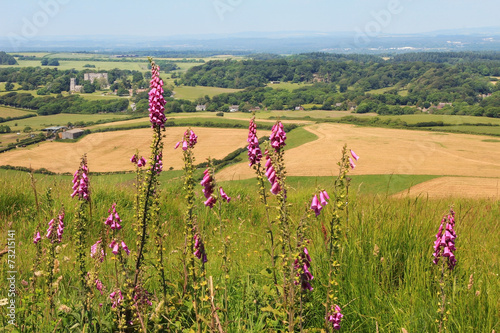 wild foxgloves, dorset landscape and fields photo