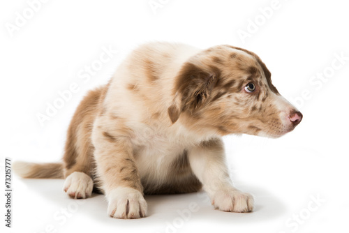 Fototapeta Naklejka Na Ścianę i Meble -  Border Collie Welpe