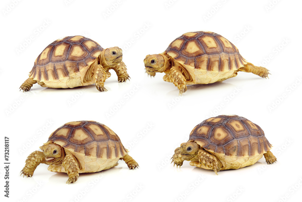 Obraz premium turtle on over white background
