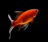 gold fish isolated on black  background