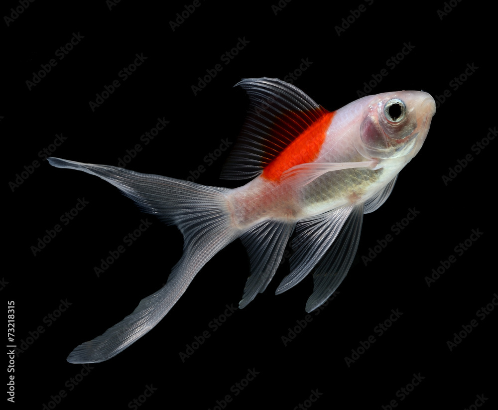 gold fish isolated on black background gold fish isolated on black background