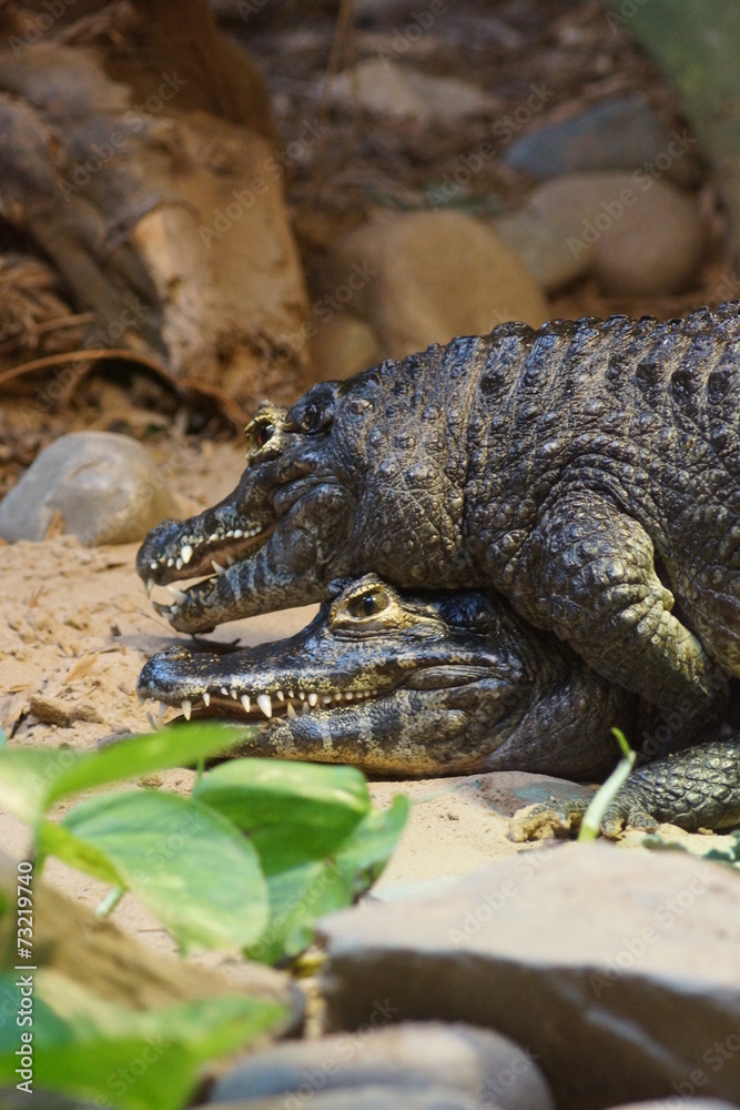 Obraz premium Yacare Caiman - Caiman yacare