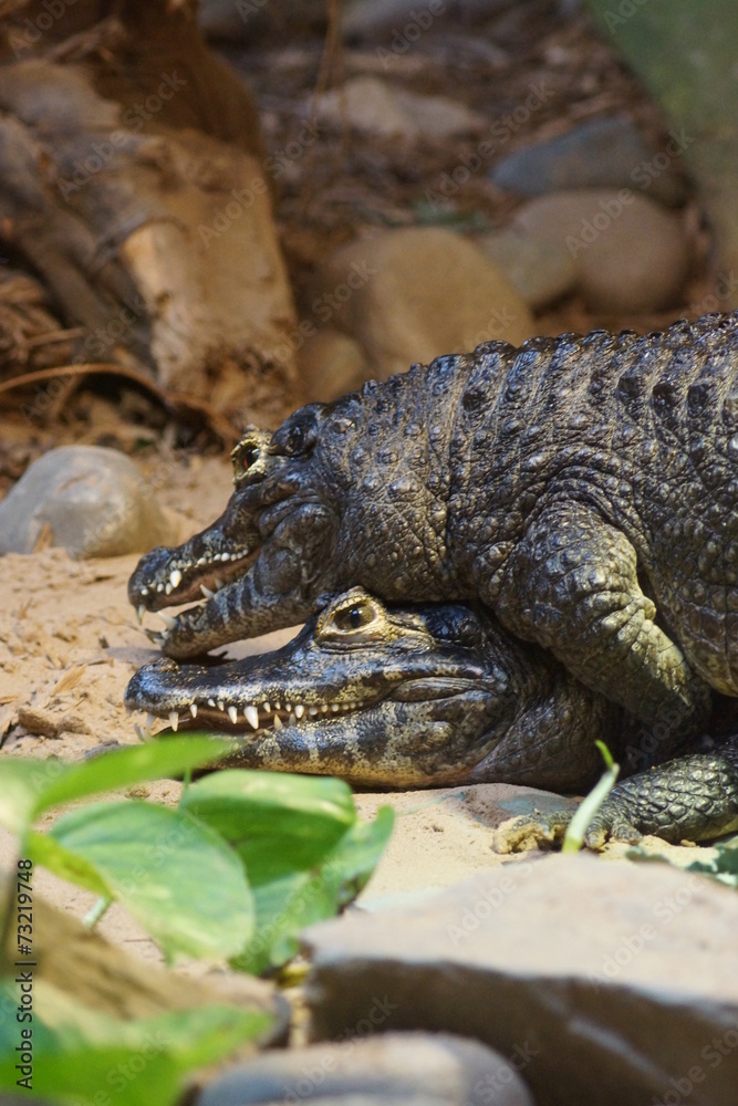 Obraz premium Yacare Caiman - Caiman yacare