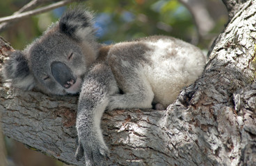 Ingelijste posters Koala Koala in diepe slaap boom  © 169169