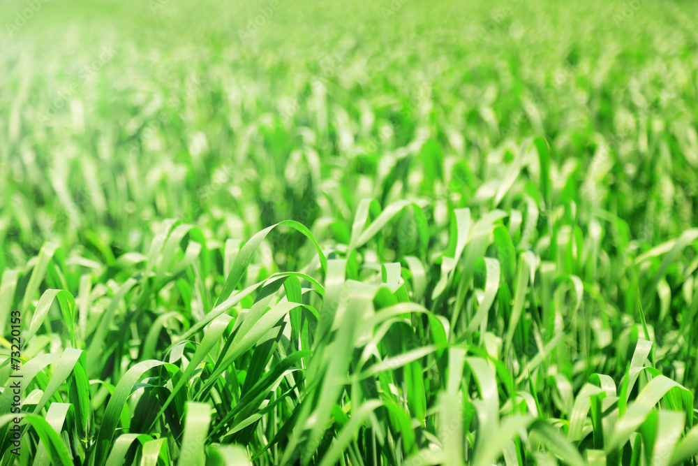 Beautiful green field